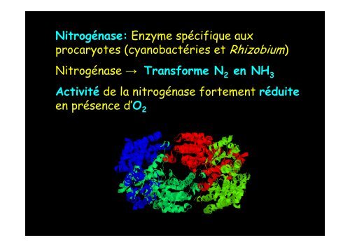 Cyanobactérie unicellulaire