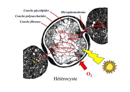 Cyanobactérie unicellulaire