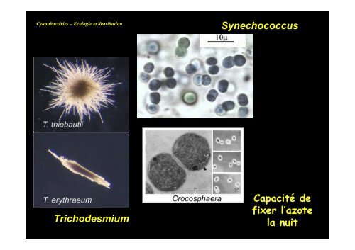 Cyanobactérie unicellulaire