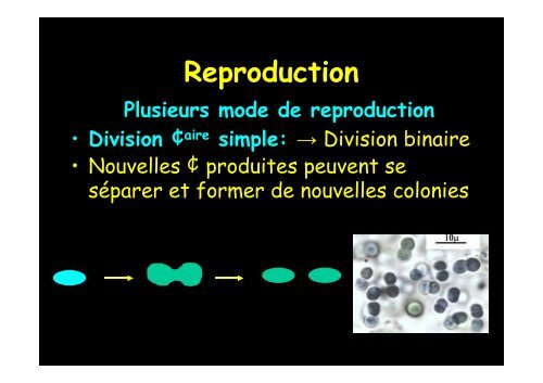 Cyanobactérie unicellulaire