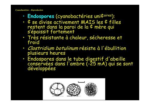 Cyanobactérie unicellulaire