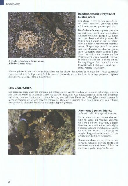 Algues et Faune du littoral du saint-laurent maritime - Pêches et ...