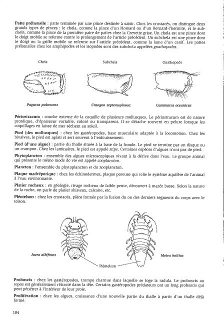 Algues et Faune du littoral du saint-laurent maritime - Pêches et ...