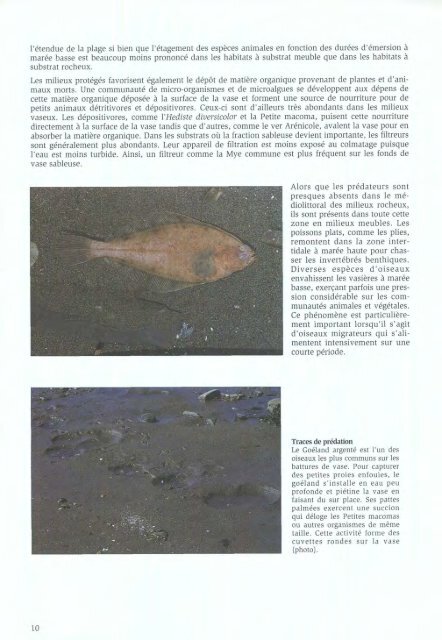 Algues et Faune du littoral du saint-laurent maritime - Pêches et ...