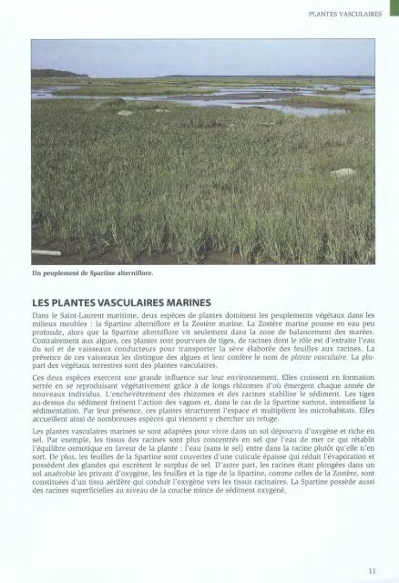 Algues et Faune du littoral du saint-laurent maritime - Pêches et ...