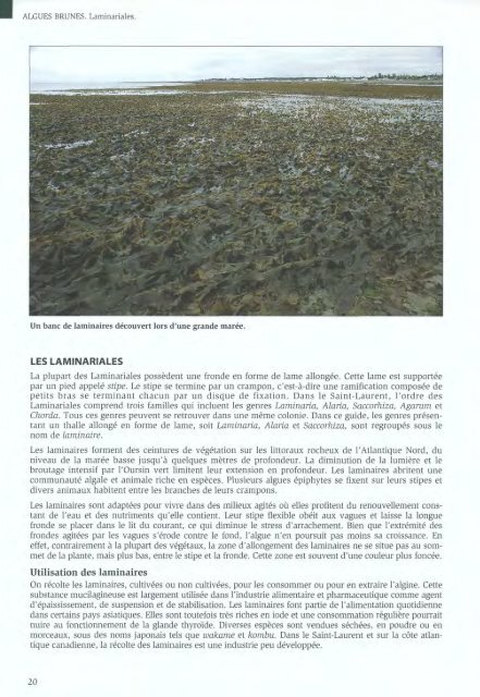 Algues et Faune du littoral du saint-laurent maritime - Pêches et ...