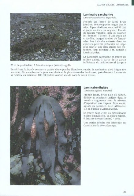 Algues et Faune du littoral du saint-laurent maritime - Pêches et ...