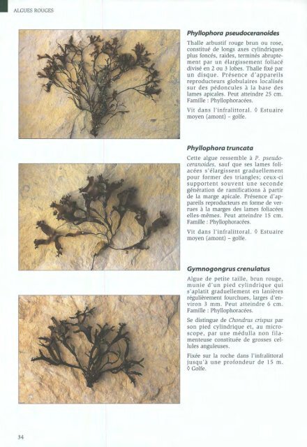 Algues et Faune du littoral du saint-laurent maritime - Pêches et ...