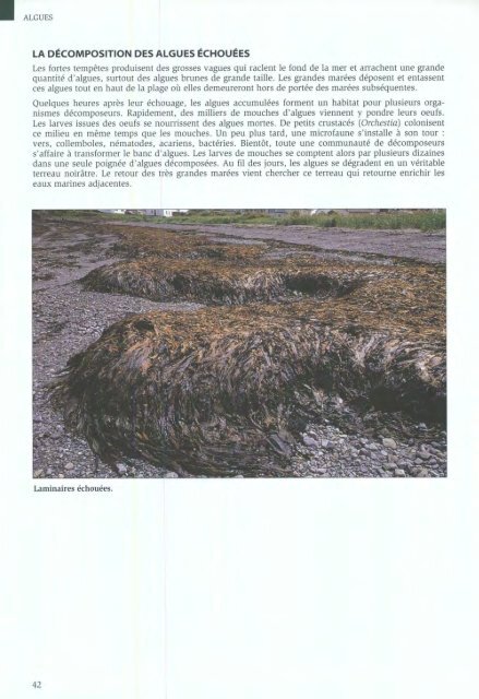 Algues et Faune du littoral du saint-laurent maritime - Pêches et ...
