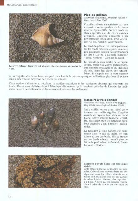 Algues et Faune du littoral du saint-laurent maritime - Pêches et ...