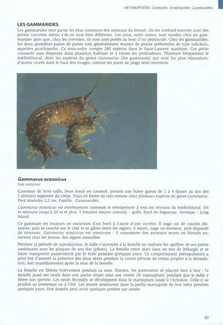 Algues et Faune du littoral du saint-laurent maritime - Pêches et ...