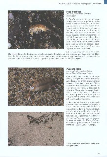 Algues et Faune du littoral du saint-laurent maritime - Pêches et ...