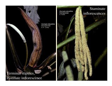 Terminal stipules, Pistillate inflorescence Staminate inflorescences