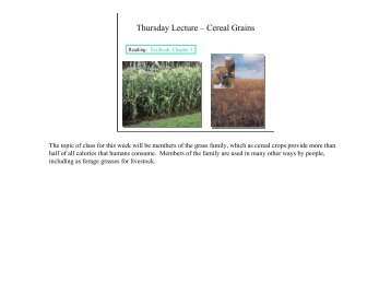 Thursday Lecture – Cereal Grains