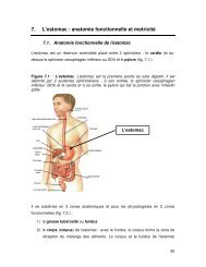 7. L'estomac : anatomie fonctionnelle et motricité