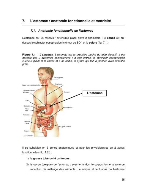 7. L'estomac : anatomie fonctionnelle et motricité