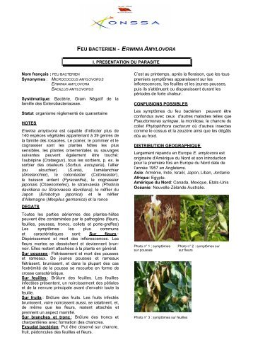 Feu Bactérien (Erwinia Amylovora) - ONSSA