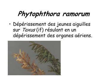 Phytophthora - ACL