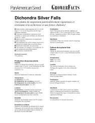 Dichondra Silver Falls - French - Pan American Seed Company