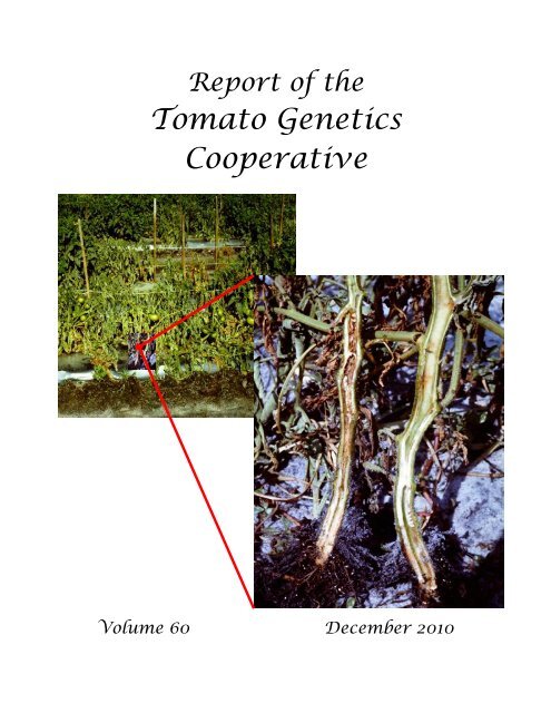 Volume 60 - Tomato Genetics Cooperative - University of Florida