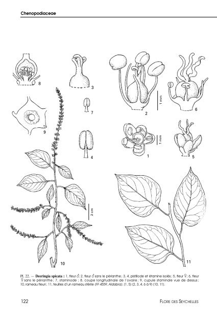 Flore des Seychelles : dicotylédones - IRD