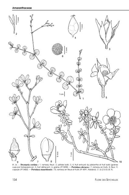 Flore des Seychelles : dicotylédones - IRD