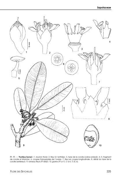 Flore des Seychelles : dicotylédones - IRD