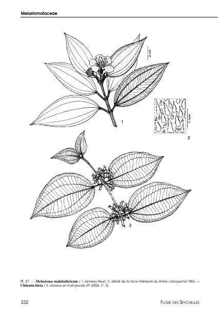 Flore des Seychelles : dicotylédones - IRD