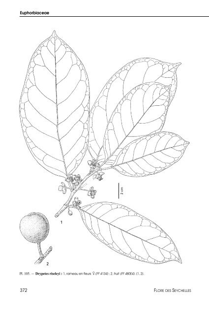 Flore des Seychelles : dicotylédones - IRD