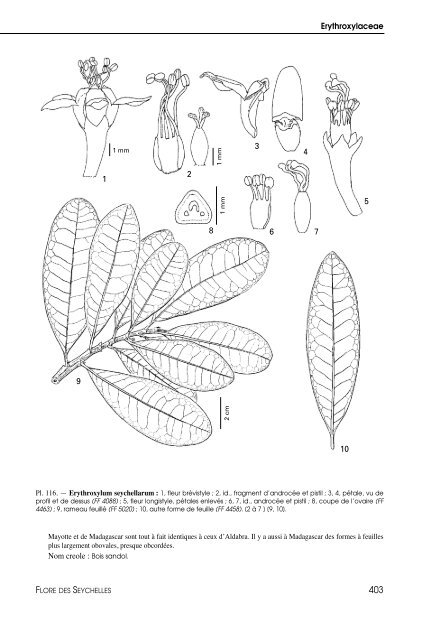 Flore des Seychelles : dicotylédones - IRD