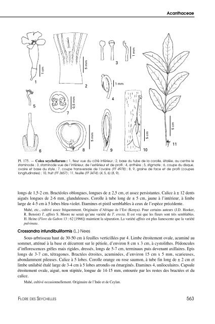 Flore des Seychelles : dicotylédones - IRD