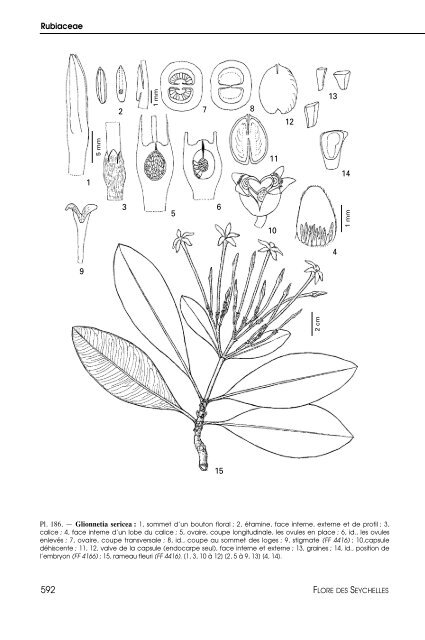 Flore des Seychelles : dicotylédones - IRD