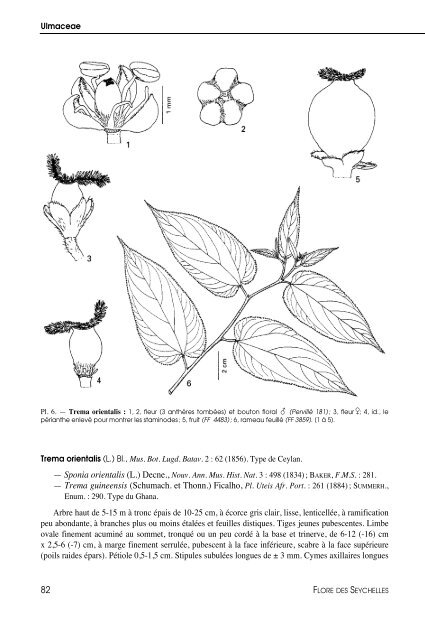 Flore des Seychelles : dicotylédones - IRD