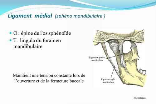 Le ligament stylo mandibulaire - Atlas