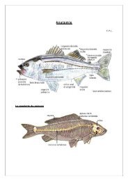 Anatomie - CPL