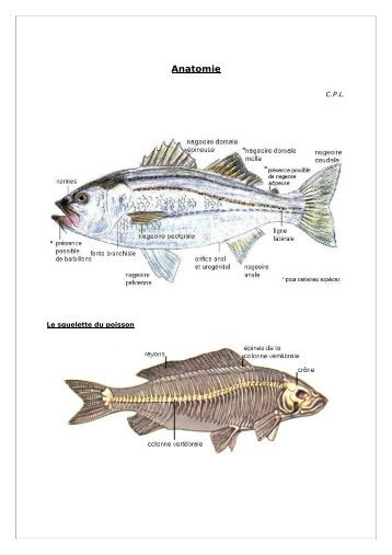 Anatomie - CPL