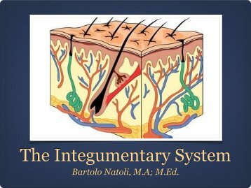 Integumentary System PowerPoint [.pdf]