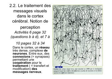 2.2. Le traitement cortical des messages visuelles ; perception