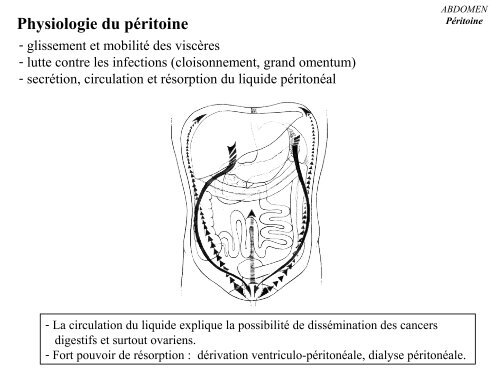 cours péritoine