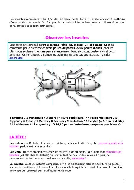 10- Les insectes et autres petites bêtes - Seine-Saint-Denis