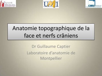 Anatomie topographique de la face et nerfs crâniens - Le Campus ...