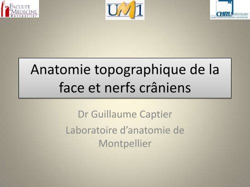 Anatomie topographique de la face et nerfs crâniens - Le Campus ...