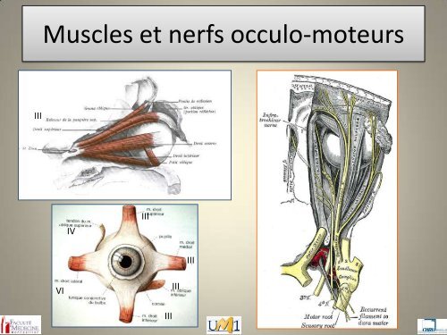 Anatomie topographique de la face et nerfs crâniens - Le Campus ...