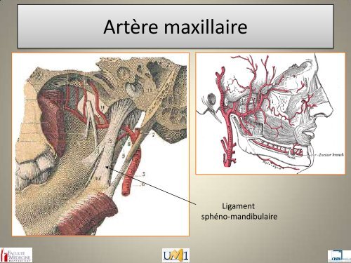 Anatomie topographique de la face et nerfs crâniens - Le Campus ...