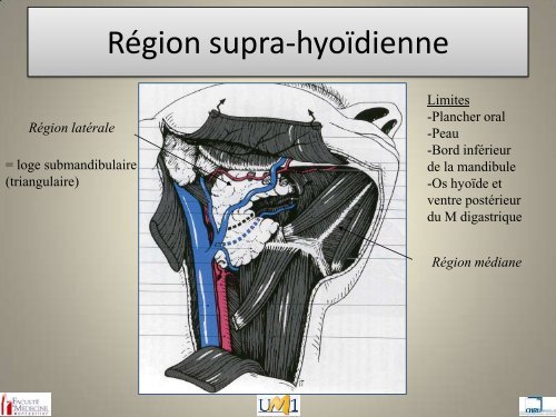 Anatomie topographique de la face et nerfs crâniens - Le Campus ...