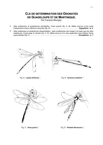 cle de determination des odonates de guadeloupe et de martinique