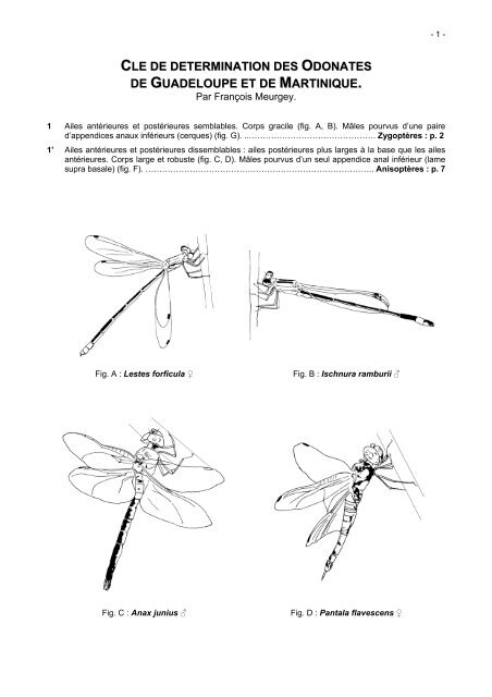 cle de determination des odonates de guadeloupe et de martinique