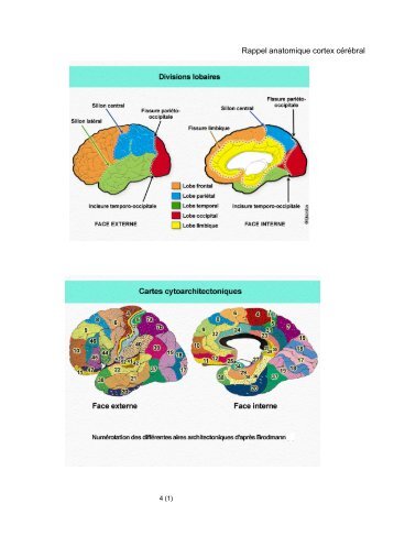 Rappel anatomique cortex cérébral - medramo