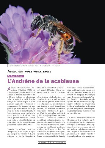 L'Andrène de la scabieuse / Insectes n° 154