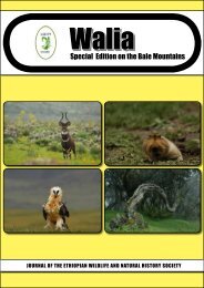 Walia Special Edition on the Bale Mountains (2011) - Zoologische ...